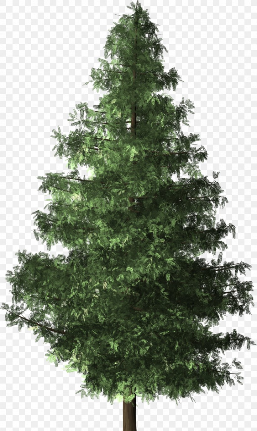 Christmas Tree Brush Evergreen Shrub, PNG, 1195x1999px, Tree, Biome, Branch, Brush, Christmas Decoration Download Free