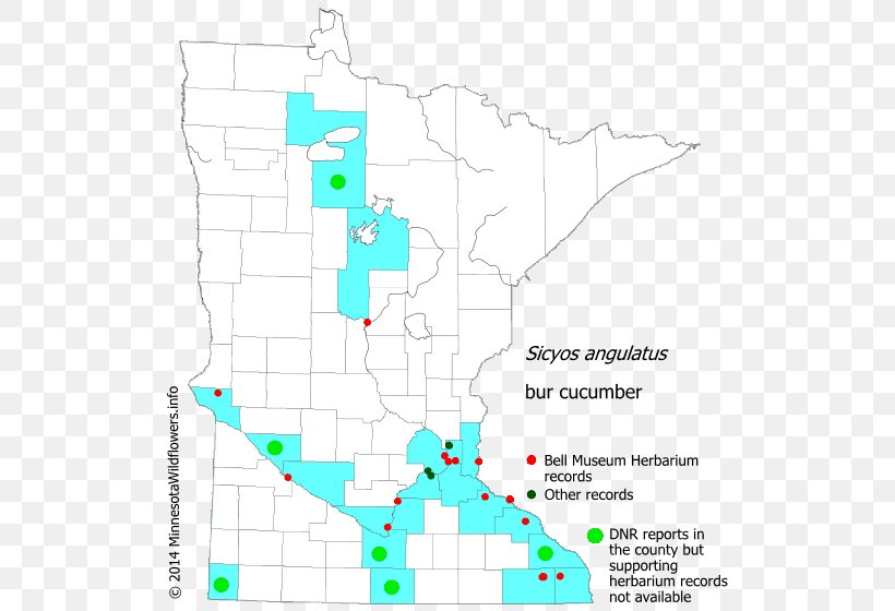 Minnesota Department Of Natural Resources Golden Alexander Wildflower Map, PNG, 522x560px, Minnesota, Area, Diagram, Flower, Garden Download Free