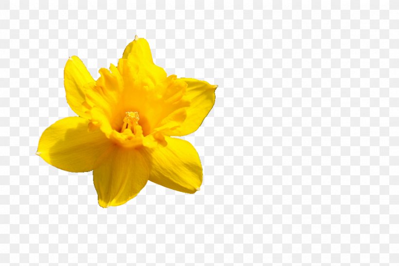 Narcissus Pseudonarcissus Flower Petal Amaryllis, PNG, 1024x682px, Narcissus Pseudonarcissus, Amaryllis, Amaryllis Family, Botanical Name, Botany Download Free