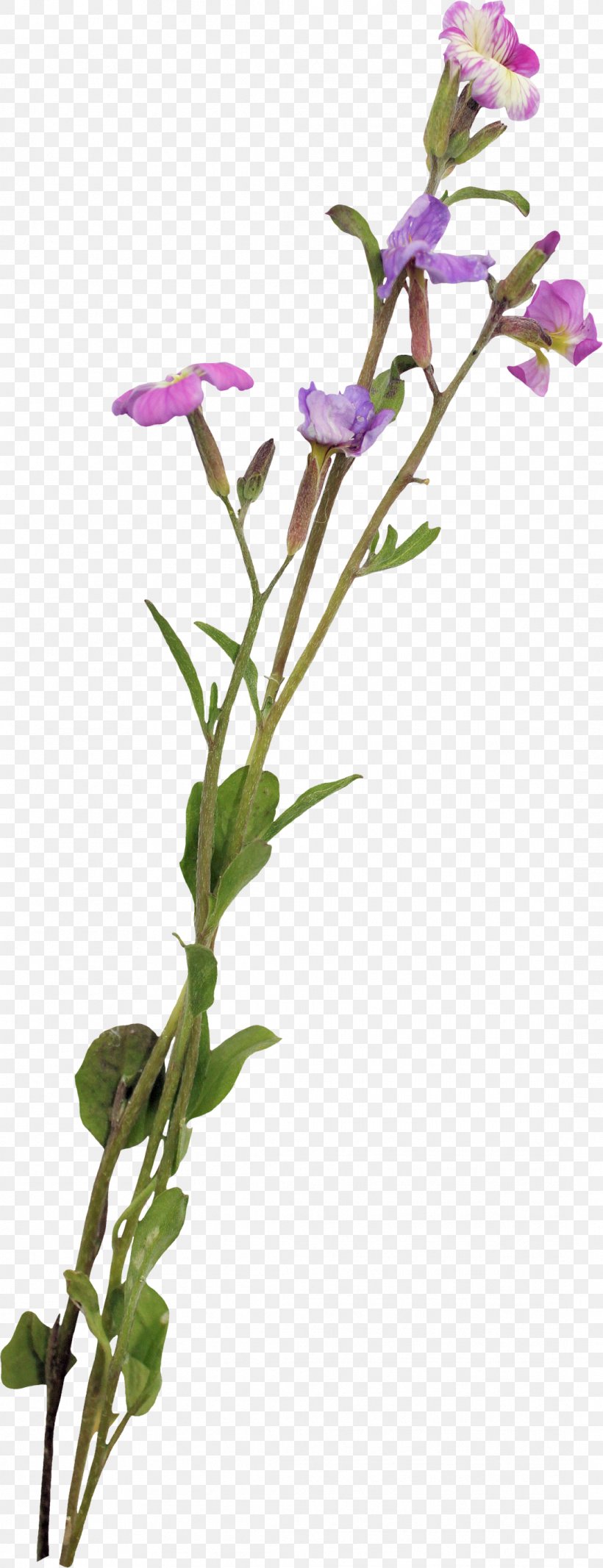 Cut Flowers Plant Stem Tulip Sweet Pea, PNG, 1087x2828px, Cut Flowers, Botanical Illustration, Botany, Branch, Common Sage Download Free