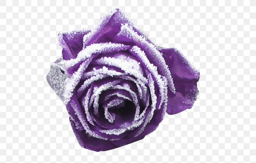 Garden Roses Purple Cut Flowers Petal, PNG, 600x524px, Garden Roses, Beach Rose, Cut Flowers, Flower, Lavender Download Free