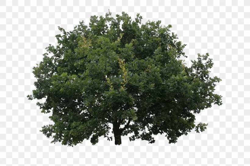 Tree Shrub Oak Lindens, PNG, 3456x2304px, Tree, Birch, Branch, Ceratocystis Fagacearum, Crown Download Free