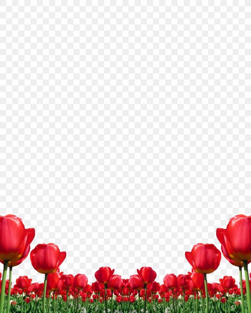 Tulip Flower Red, PNG, 2835x3543px, Tulip, Designer, Floral Design, Flower, Flower Bouquet Download Free