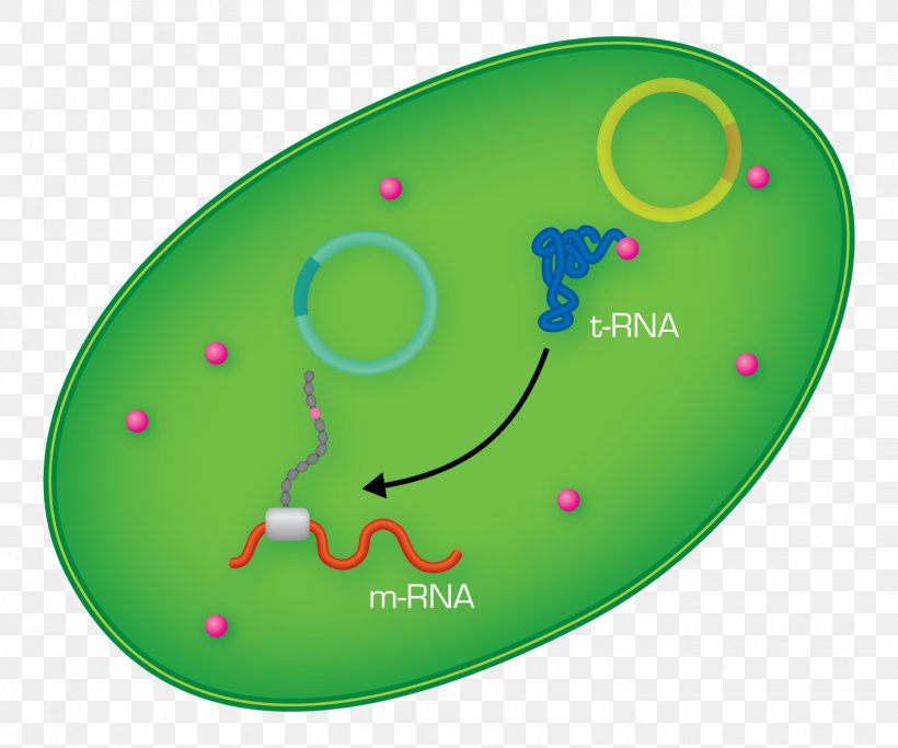 Amino Acid Transfer RNA Cytoplasm Protein, PNG, 1417x1181px, Amino Acid, Acid, Amine, Bacteria, Covalent Bond Download Free