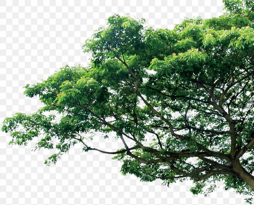 Branch Tree Pine Template, PNG, 1066x862px, Tree, Arecaceae, Branch, Chart, Crown Download Free