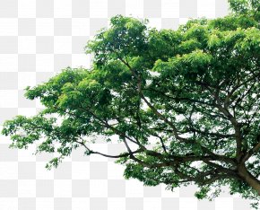 Tree Branch Images Tree Branch Transparent Png Free Download