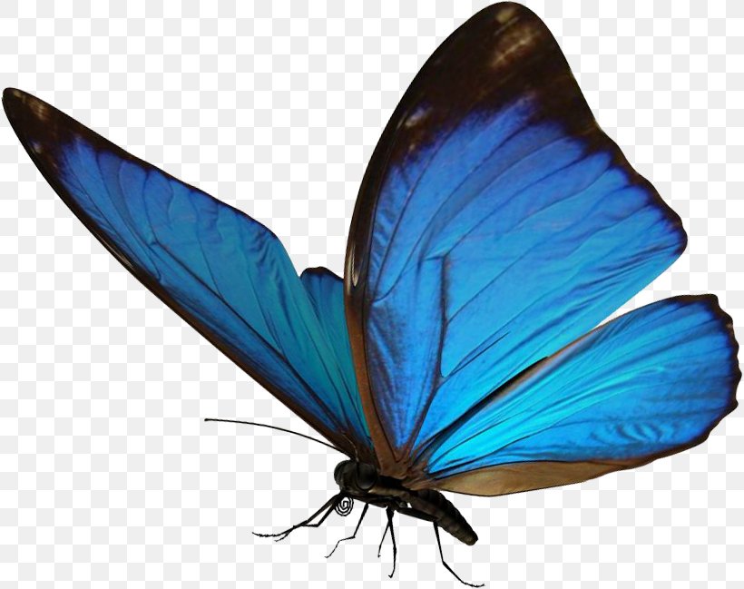 Butterfly Morpho Insect Light Clip Art, PNG, 818x649px, Butterfly, Animal, Arthropod, Brush Footed Butterfly, Butterflies And Moths Download Free