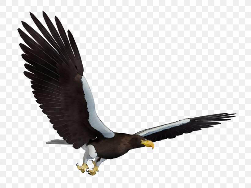 Sea Bird, PNG, 1024x768px, Watercolor, Accipitridae, Accipitriformes, Andean Condor, Bald Eagle Download Free