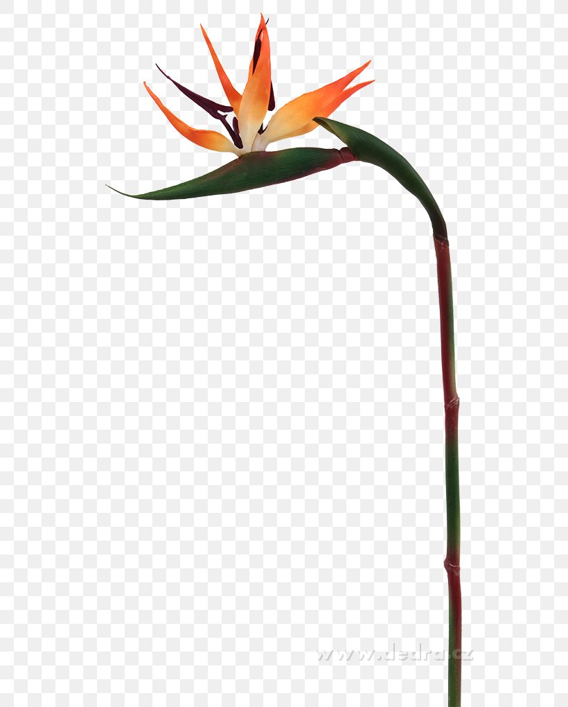Beak Plant Stem Flower, PNG, 680x1020px, Beak, Bird, Flower, Plant, Plant Stem Download Free