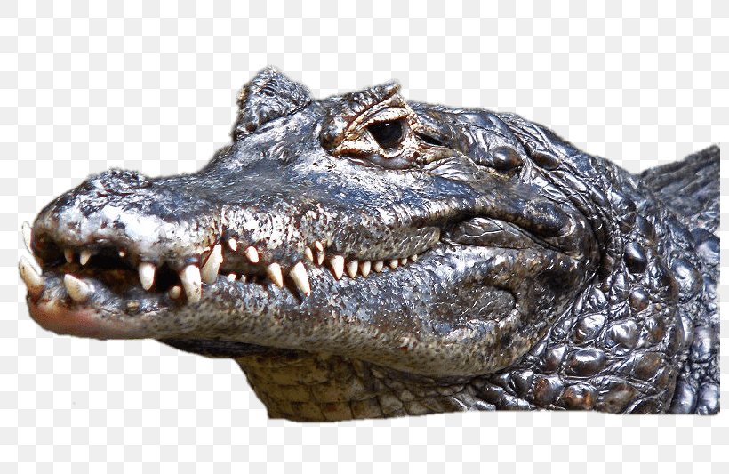 Crocodile Black Caiman Alligators Cuvier's Dwarf Caiman, PNG, 800x533px, Crocodile, Alligator, Alligators, American Alligator, Animal Download Free