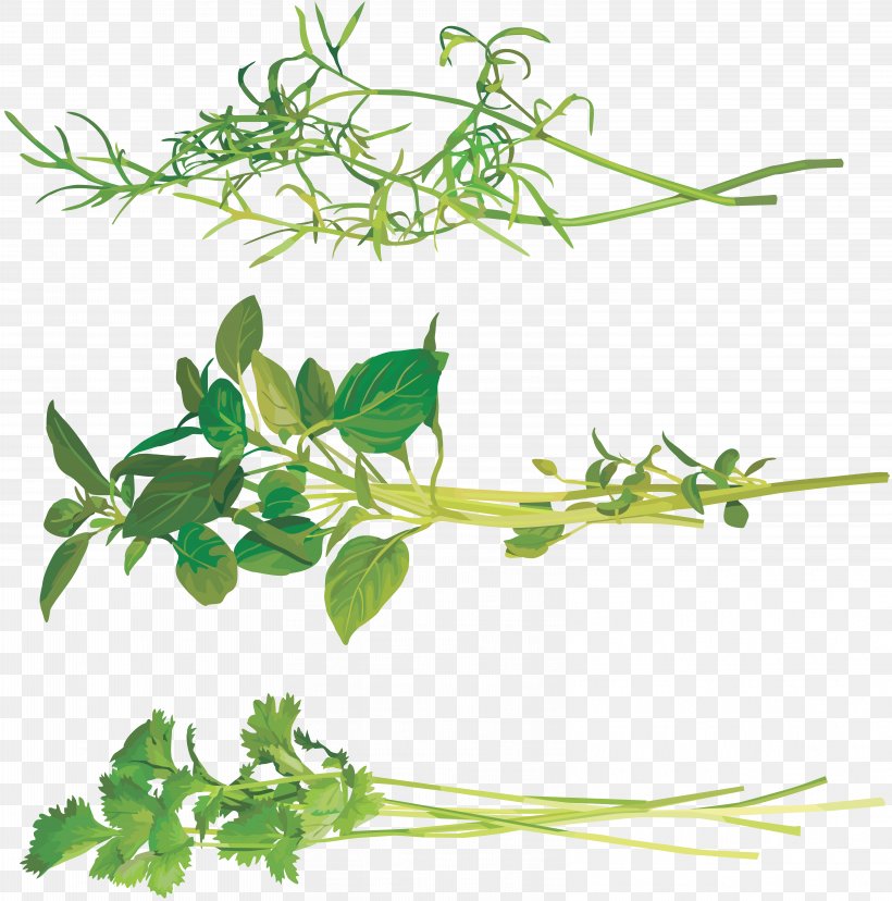 Fines Herbes Coriander Clip Art, PNG, 6422x6485px, Herb, Branch, Condiment, Coriander, Depositfiles Download Free