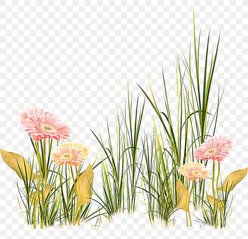 Flower Plant Grass Flowering Plant Grass Family, PNG, 1280x1232px, Flower, Flowering Plant, Gladiolus, Grass, Grass Family Download Free