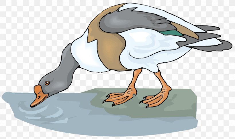 Goose Drinking Water Clip Art, PNG, 1186x703px, Goose, Animal, Beak, Bird, Cartoon Download Free