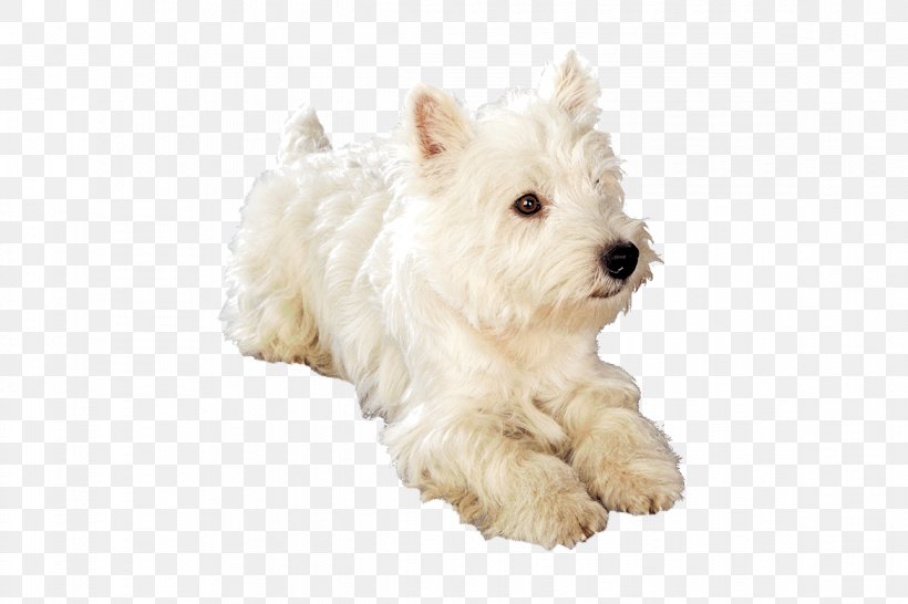 West Highland White Terrier Maltese Dog Schnoodle Puppy Dog Breed, PNG, 1170x780px, West Highland White Terrier, Breed, Carnivoran, Companion Dog, Dog Download Free