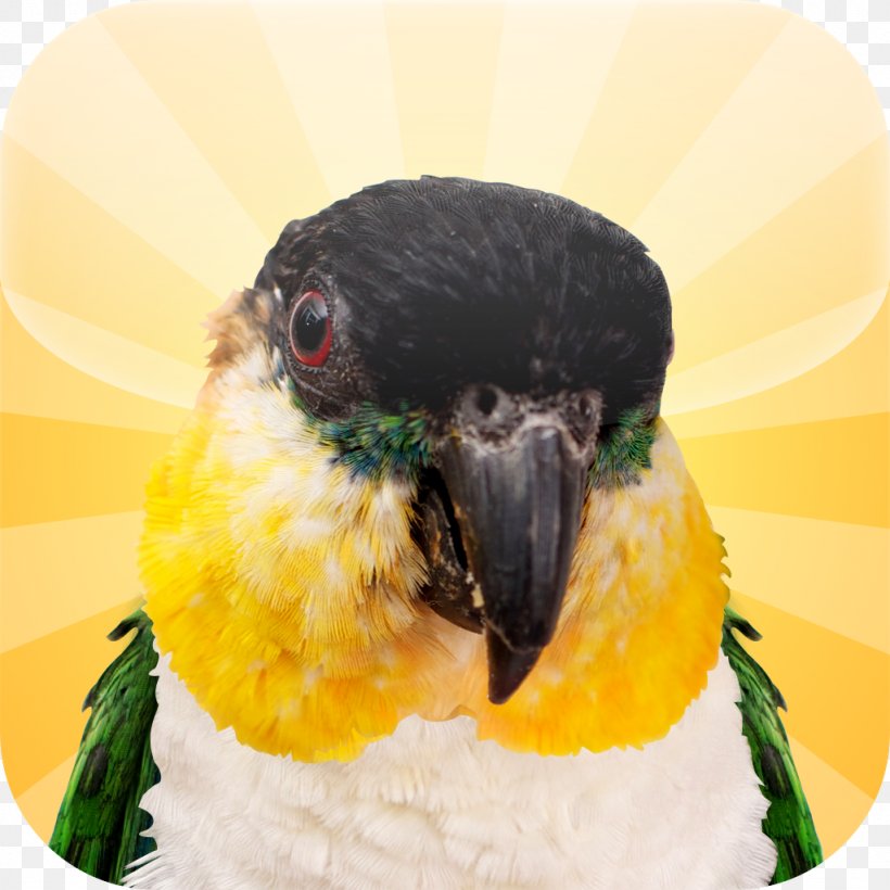 Beak Parrot Close-up, PNG, 1024x1024px, Beak, Bird, Close Up, Closeup, Fauna Download Free