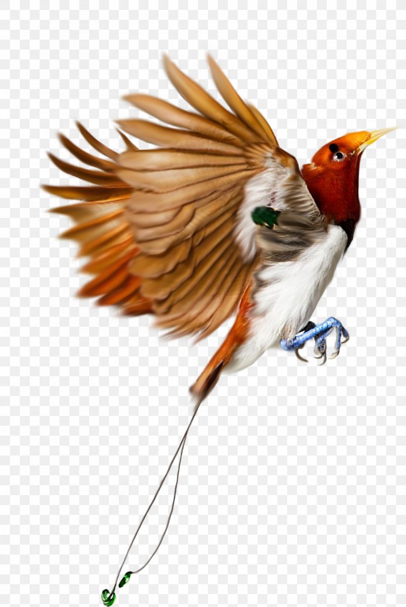 Bird Flight Wing Transparency And Translucency, PNG, 1066x1595px, Bird, Beak, Bird Flight, Bird Nest, European Robin Download Free