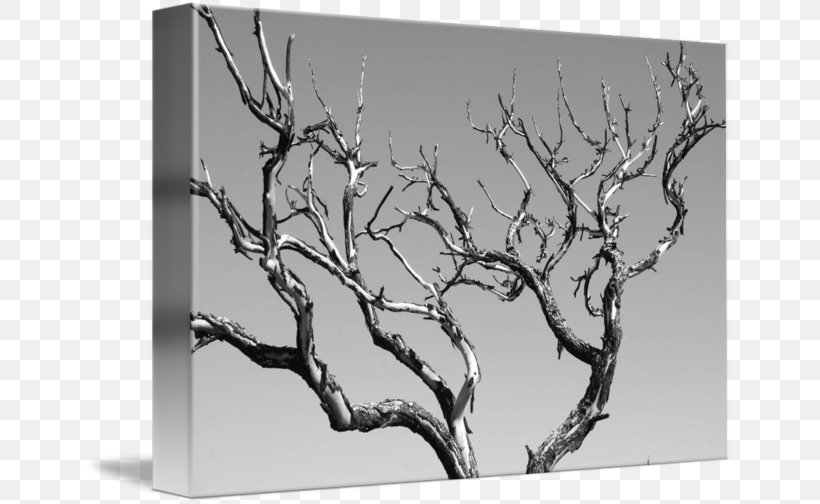 Black And White Abstract Art Tree, Tree Photography, PNG, 650x504px, Black And White, Abstract Art, Art, Branch, Canvas Download Free