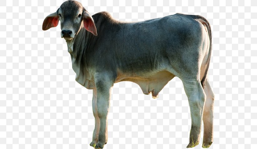 Calf Nelore Girolando Cattle Ox Bull, PNG, 552x476px, Calf, Animal, Bull, Cattle, Cattle Like Mammal Download Free