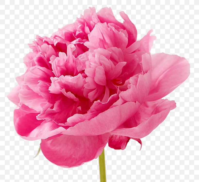 Carnation Cut Flowers Petal Pink, PNG, 788x750px, Carnation, Artificial Flower, Caryophyllaceae, Catkin, Cut Flowers Download Free