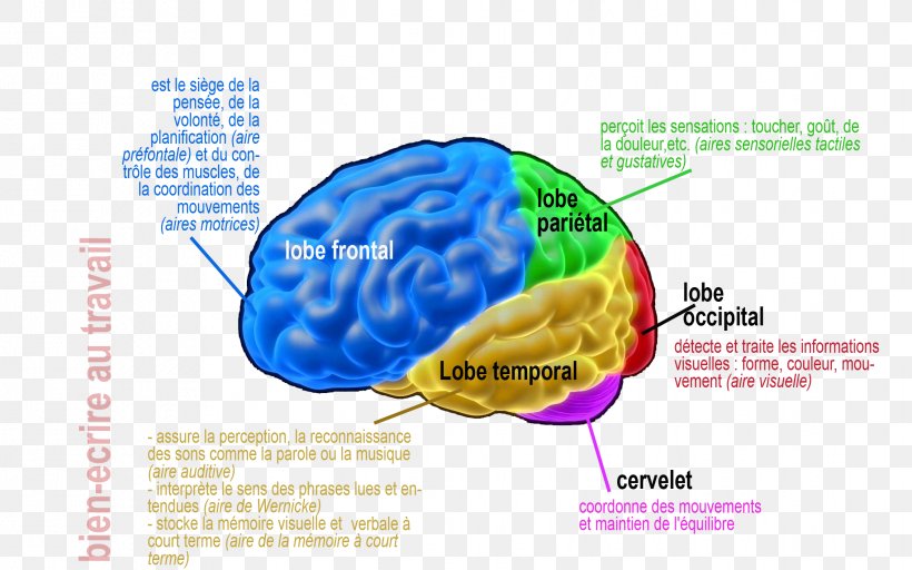 Cortical Area Human Brain Ten Percent Of The Brain Myth Aire Cérébrale De La Lecture, PNG, 2268x1417px, Watercolor, Cartoon, Flower, Frame, Heart Download Free