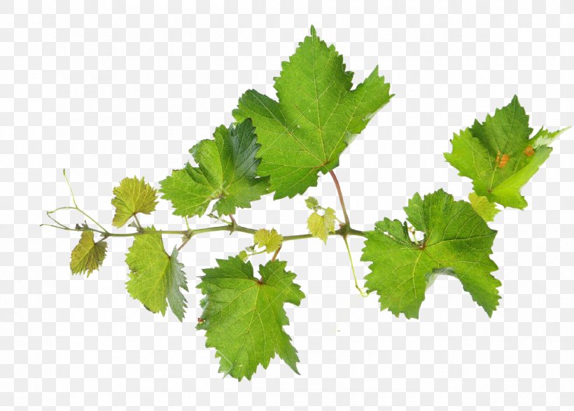 Common Grape Vine Grape Leaves Vitis Rupestris Leaf, PNG, 1300x931px, Common Grape Vine, Arame, Branch, Grape, Grape Leaves Download Free