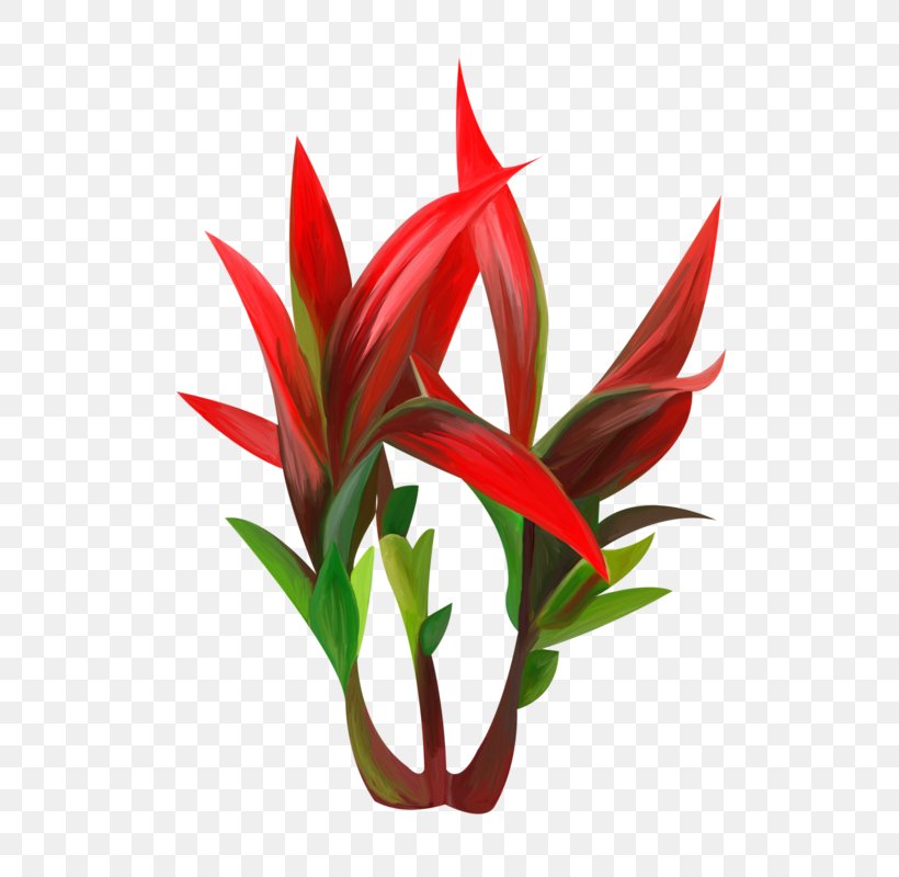 Image Plants Red Agave, PNG, 576x800px, Plants, Agave, Aquarium, Aquarium Decor, Color Download Free