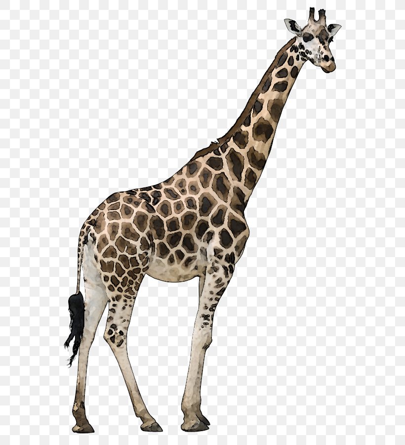 Reticulated Giraffe Okapi Stock Photography Stock.xchng Royalty-free, PNG, 570x900px, Reticulated Giraffe, Fauna, Fotolia, Giraffe, Giraffidae Download Free