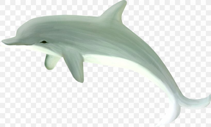 Common Bottlenose Dolphin Tucuxi, PNG, 879x530px, Common Bottlenose Dolphin, Animal, Designer, Dolphin, Fauna Download Free