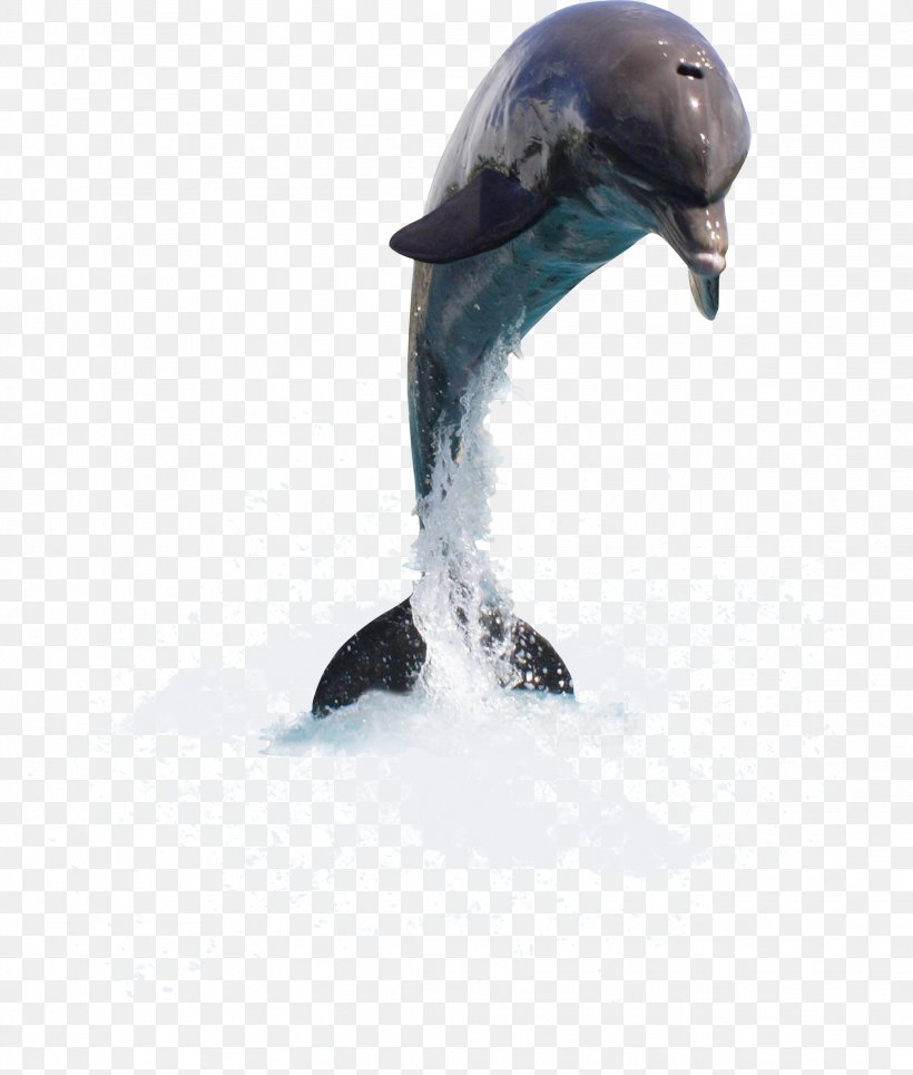 Dolphin Clip Art, PNG, 2277x2680px, Dolphin, Aquatic Mammal, Beak, Bird, Cetacea Download Free