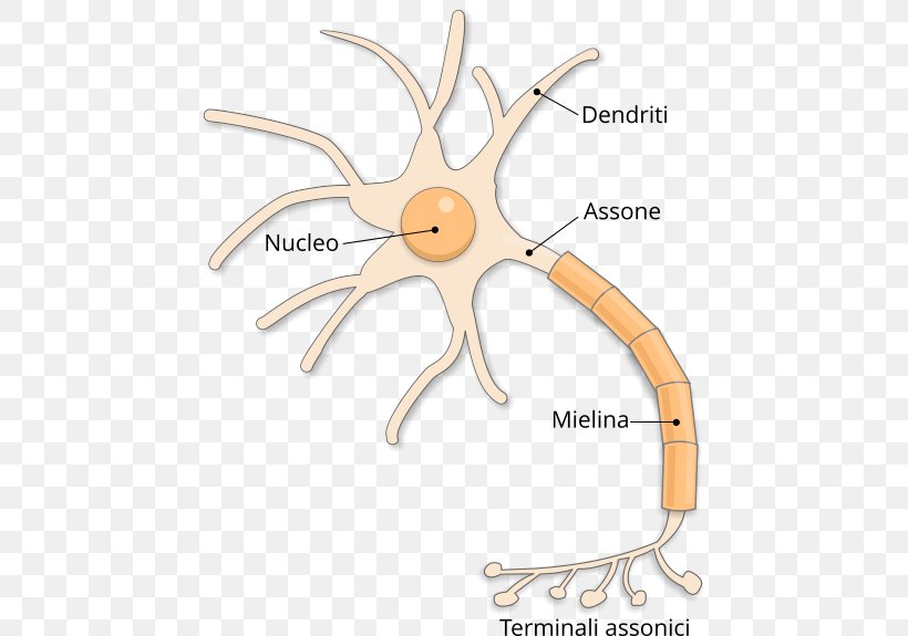 Excitabilidad Neuronal Nervous System Synapse Axon, PNG, 467x575px, Watercolor, Cartoon, Flower, Frame, Heart Download Free