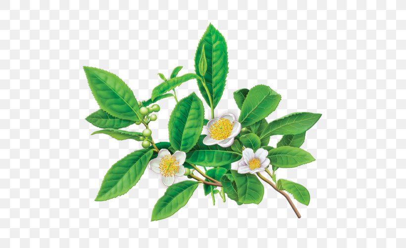 Green Tea Flowering Tea Tea Bag Herbal Tea, PNG, 500x500px, Tea, Bigelow Tea Company, Celestial Seasonings, Flower, Flowering Tea Download Free
