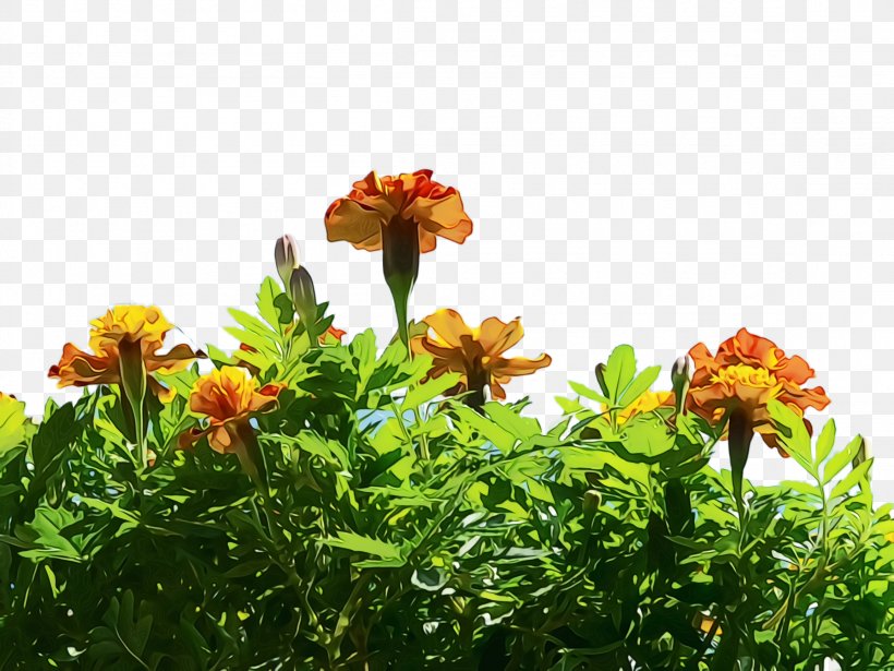 Cartoon Nature Background, PNG, 2308x1732px, Marigold, Annual Plant, Bloom, Blossom, Blue Download Free