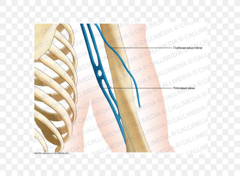 Posterior Compartment Of The Arm Nerve Coronal Plane Augšdelms Elbow, PNG, 600x600px, Watercolor, Cartoon, Flower, Frame, Heart Download Free