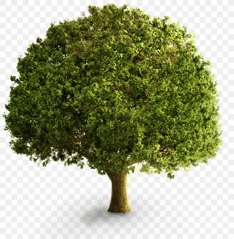 Tree Deciduous Clip Art, PNG, 940x961px, 3d Computer Graphics, Tree, Branch, Deciduous, Evergreen Download Free