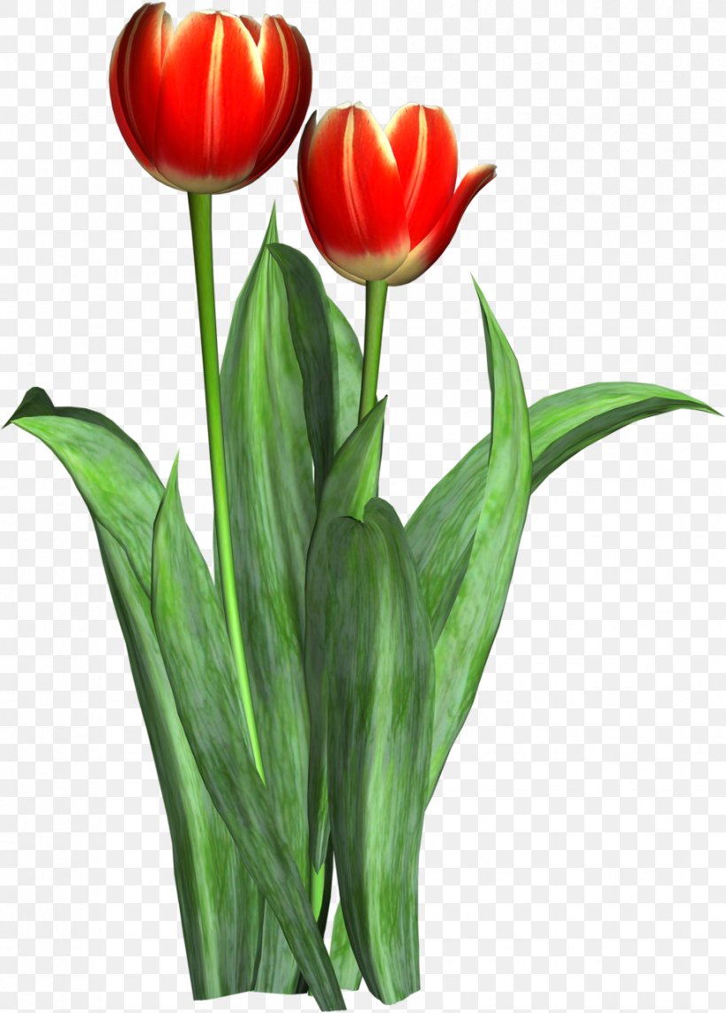 Tulip Cut Flowers Liliaceae Floristry, PNG, 917x1280px, Tulip, Cut Flowers, Floristry, Flower, Flowering Plant Download Free