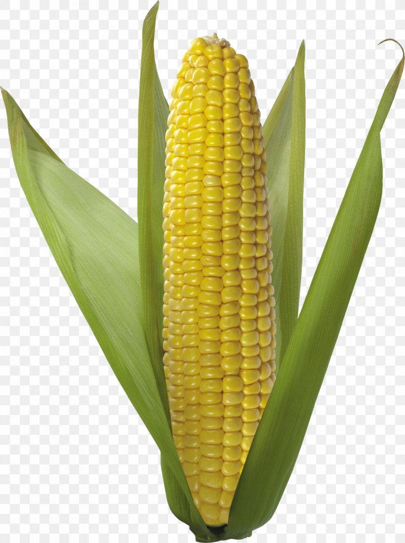 Corn On The Cob Flint Corn Vegetarian Cuisine Sweet Corn Corn Kernel, PNG, 1193x1600px, Corn On The Cob, Agriculture, Cereal, Commodity, Corn Kernel Download Free