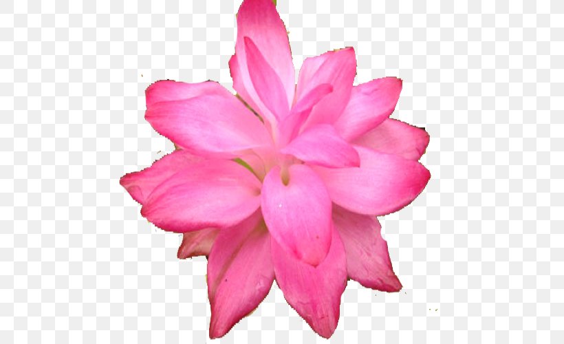Flower Tulip, PNG, 500x500px, Flower, Azalea, Cut Flowers, Flowering Plant, Garland Download Free