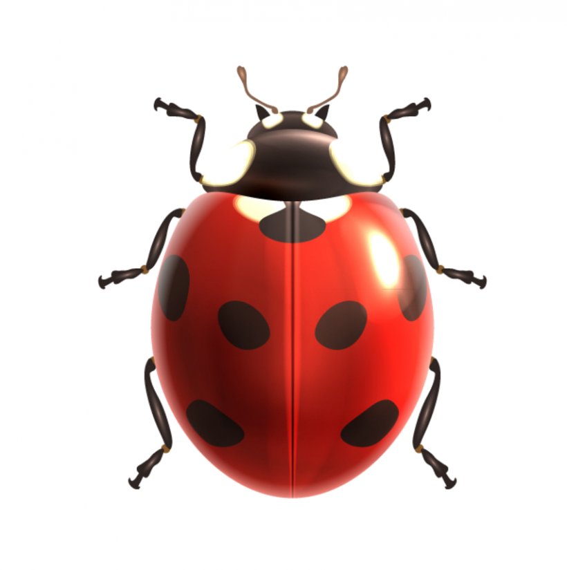 Insect Clip Art, PNG, 853x859px, Insect, Arthropod, Beetle, Invertebrate, Ladybird Download Free