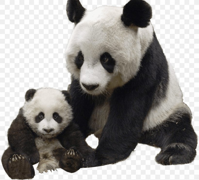 The Giant Panda Red Panda Bear, PNG, 1124x1018px, Giant Panda, Bear, Carnivoran, Cuteness, Fur Download Free