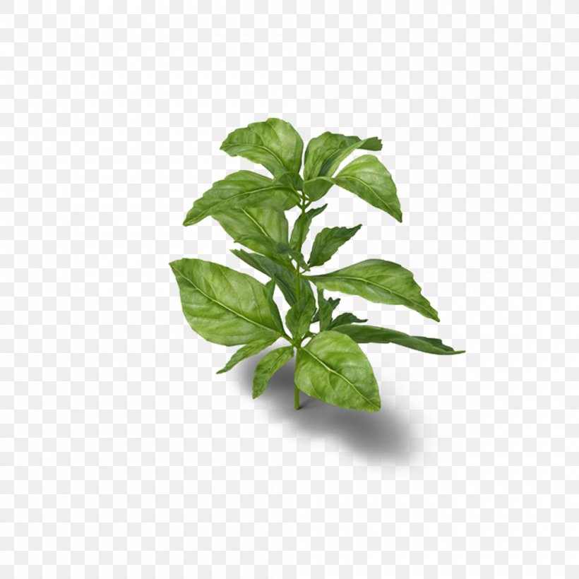 Basil Herb Medicinal Plants Parsley, PNG, 1000x1000px, Basil, Beefsteak Plant, Beefsteakplant, Food, Google Images Download Free