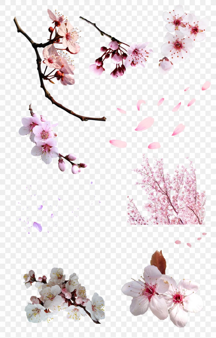 National Cherry Blossom Festival Cerasus Flower, PNG, 2000x3128px, Cherry Blossom, Blossom, Branch, Cerasus, Deviantart Download Free