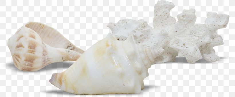 Seashell Viviparidae Clip Art, PNG, 1196x493px, Seashell, Jaw, Marine, Mollusc Shell, Sea Download Free