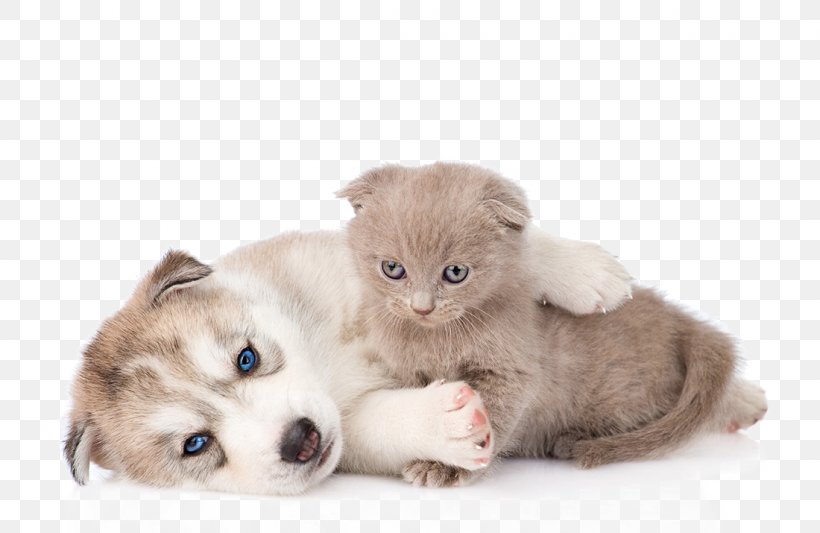 Siberian Husky Kitten Cat Puppy, PNG, 1100x715px, Siberian Husky, Carnivoran, Cat, Cat Like Mammal, Companion Dog Download Free