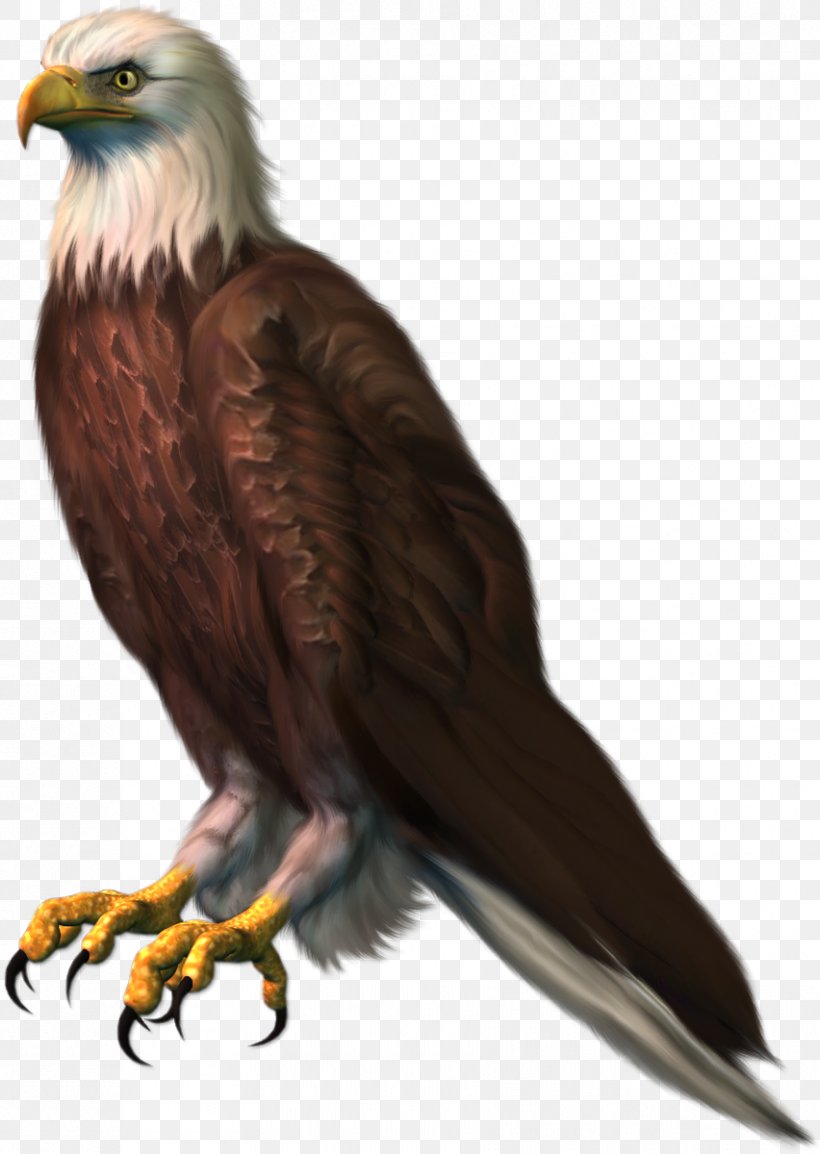Bird Bald Eagle Red Kite Clip Art, PNG, 852x1200px, Bird, Accipitridae, Accipitriformes, Bald Eagle, Beak Download Free