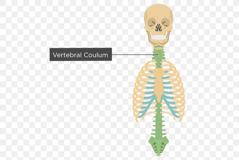 Bone Human Skeleton Homo Sapiens Axial Skeleton, PNG, 550x550px, Watercolor, Cartoon, Flower, Frame, Heart Download Free