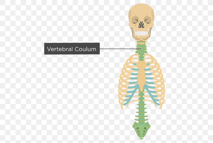 Bone Human Skeleton Homo Sapiens Axial Skeleton, PNG, 550x550px ...