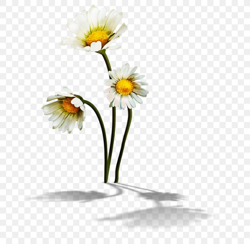 Drawing Of Family, PNG, 699x800px, Roman Chamomile, Aster, Asterales, Barberton Daisy, Camomile Download Free