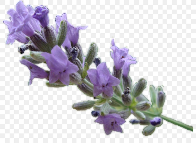 English Lavender Lavender Oil Lavandula Latifolia Essential Oil, PNG, 797x600px, English Lavender, Common Sage, Essential Oil, Flower, Flowering Plant Download Free