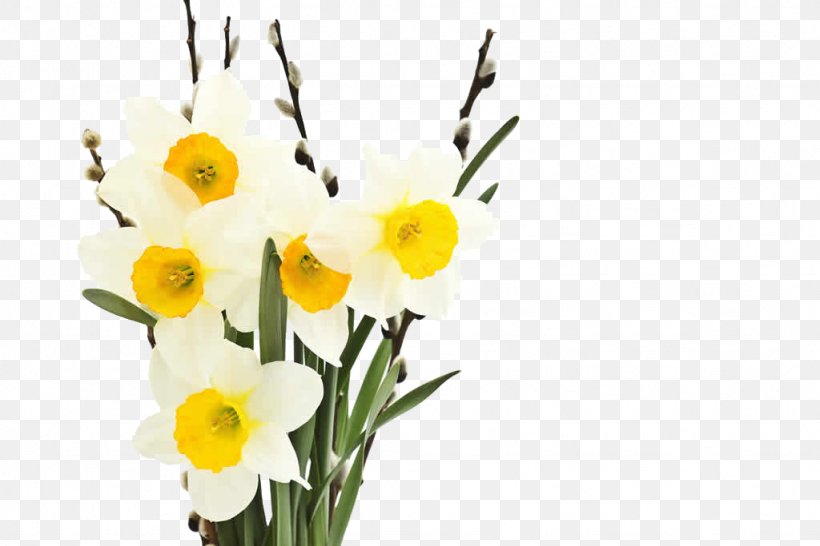 Narcissus Tazetta Narcissus Jonquilla Flower Petal, PNG, 1024x683px, Narcissus Tazetta, Amaryllidaceae, Amaryllis Family, Bulb, Cut Flowers Download Free