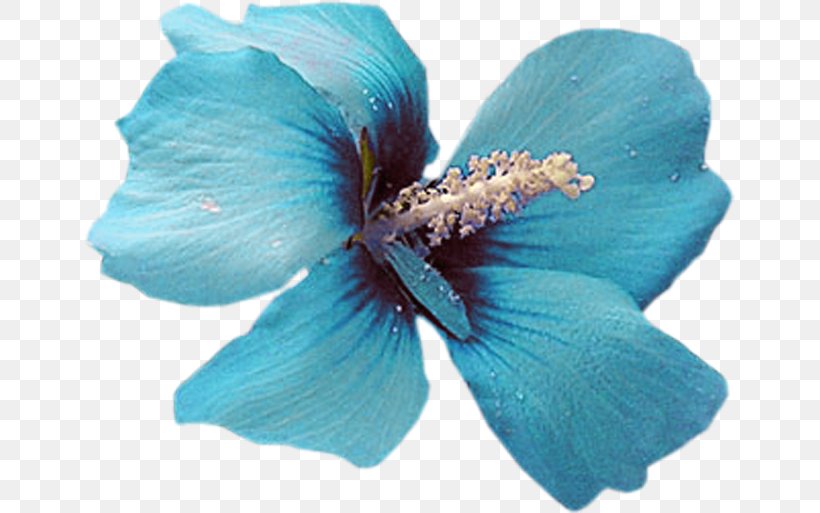 Blue Color Flower Petal Turquoise, PNG, 650x513px, Blue, Color, Directory, Easter, Flower Download Free